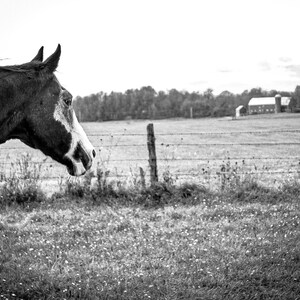 Horse Digital Download, Paint Horse, Farm, Landscape