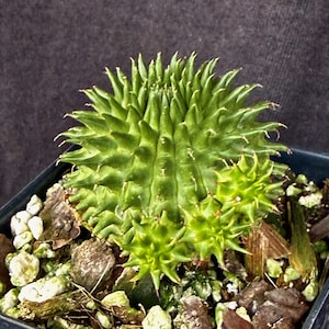May include: A green succulent plant with spiky, star-shaped formations. The plant is potted in a dark blue square container with soil and small rocks. The succulent has a vibrant green color.