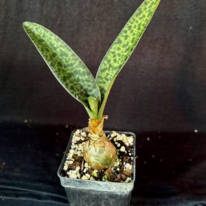 May include: A potted plant with two long, green leaves speckled with dark green spots. The plant has a bulbous base and is in a square, black plastic pot filled with soil and small white stones. The background is a dark, solid color.