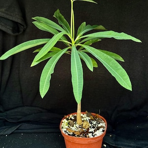 May include: A small potted plant with long, green leaves radiating from a central stem. The plant is in a terracotta-colored pot filled with soil and small white stones. The background is a solid black.