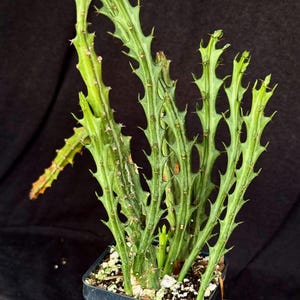 May include: A green succulent plant with spiky stems and small thorns, potted in a black square container. The plant has a unique, textured appearance with a dark background.
