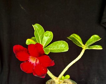 Adenium cv. Black Rubi