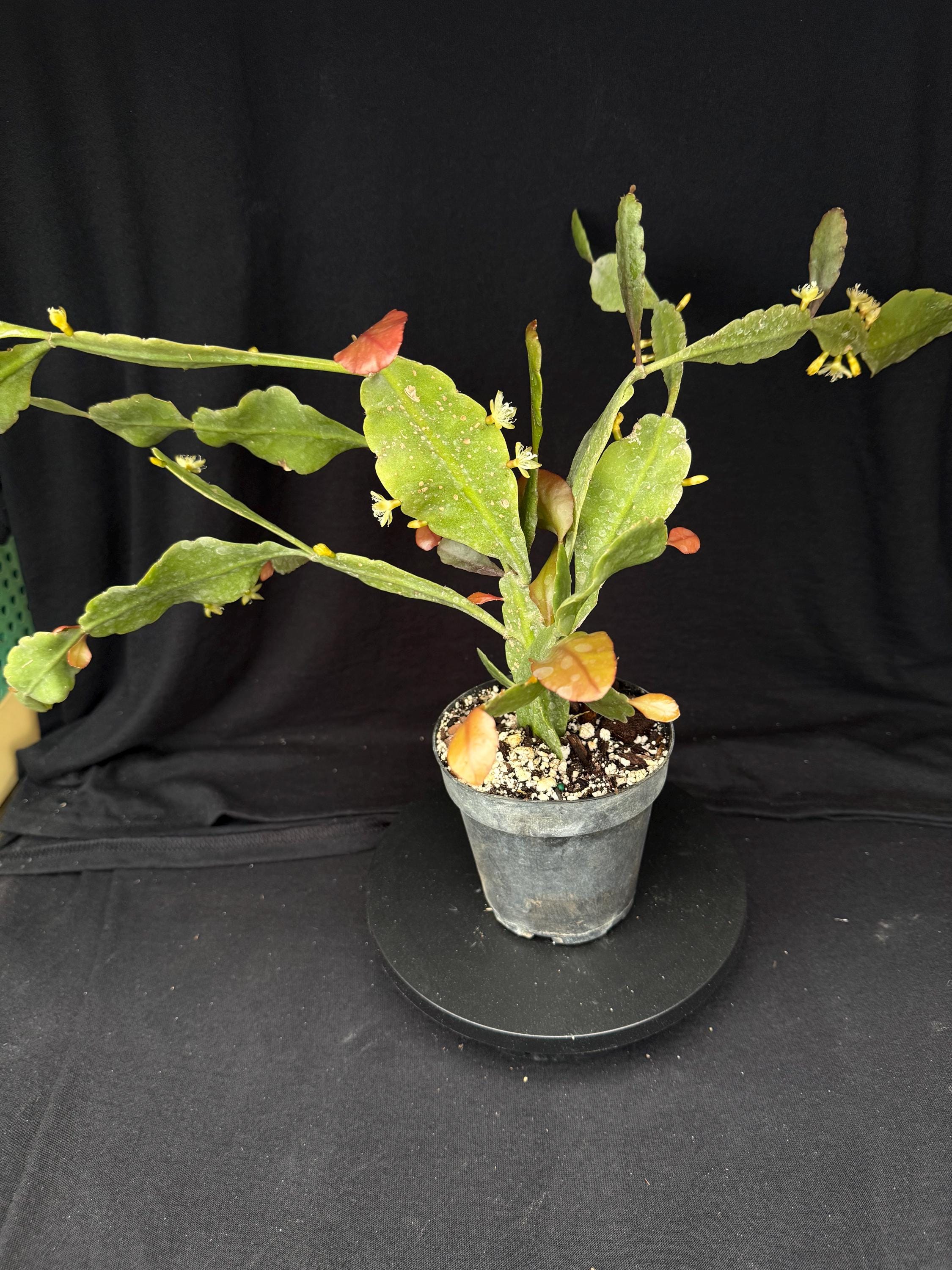 Rhipsalis helicoides: Flowering Cactus in 4 Inch Pot