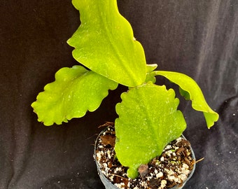 Rhipsalis pachyptera: Well-Rooted Stems in 4-inch Pot