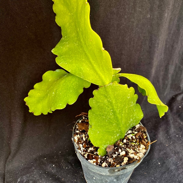 Rhipsalis pachyptera: Tallos bien enraizados en maceta de 10 cm