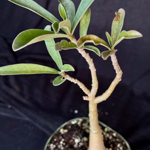 Adenium Swazicum Seed-Grown Plant, Well Rooted Stem (4 Inch Pot)