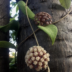 Hoya finlaysonii