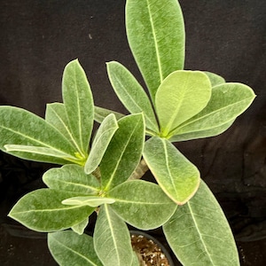May include: A potted Adenium plant featuring multiple stems with vibrant green, oval-shaped leaves. The foliage displays a distinct veined texture and a slightly matte finish, arranged in clusters radiating from the center of each stem branch.