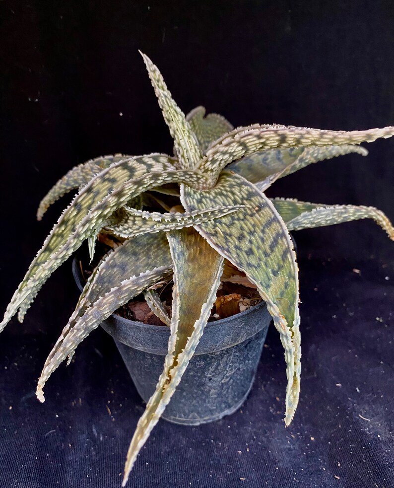 YellowGreenExotic Aloe X Delta Lights - Thumbnail 2