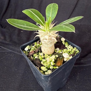May include: A white ceramic mug with a black handle and the text "But First, Coffee" in a handwritten style. The mug is on a white surface. The mug is 4 inches tall.
