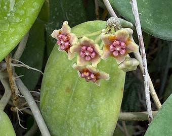 Hoya Diversifolia Plant - 4 Inch Pot, Well Rooted