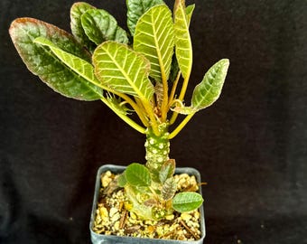 Dorstenia Foetida Plant - Caudiciform Starter Plant