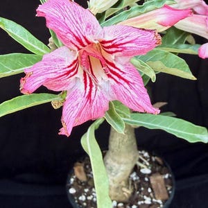 Adenium crispum Plant: Seed Grown with Pink Single Petal Flowers in 5-Inch Pot