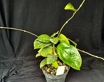 Hoya parasitica cv heart leaf splash
