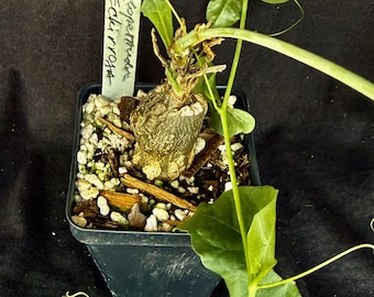 Cephalopetandra ecirrhosa Plant – Caudex Forming Stem (2.5 inch pot)