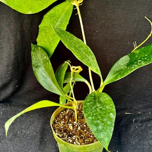 なおなおさん専用0505 ＊ホヤ ＊ Hoya ＊ peninsularis なおなおさん専用0505 ＊ホヤ ＊ Hoya ＊ peninsularis