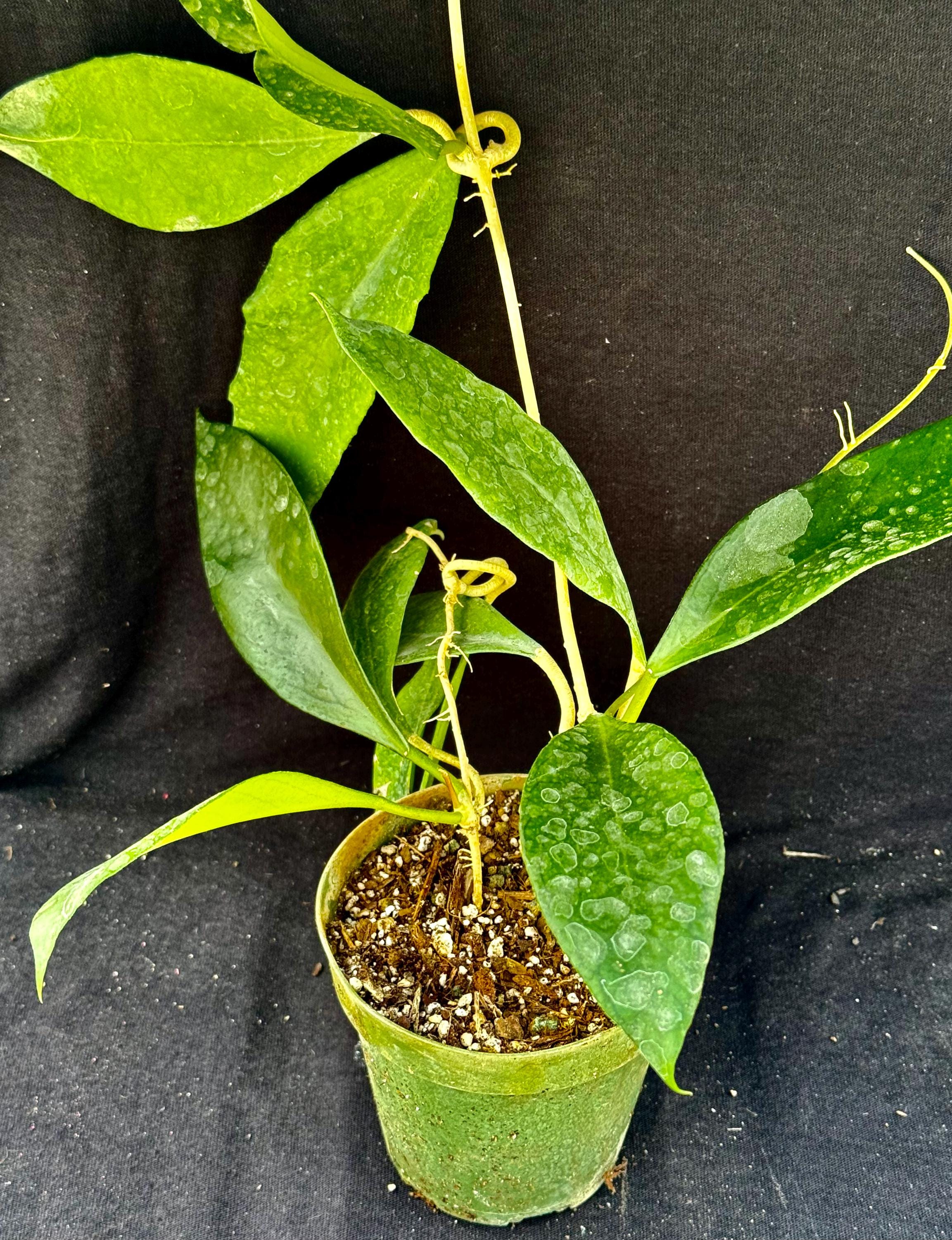 38-kt no HOYA　Glowbe 38-kt no HOYA Glowbe Steam Community :: Guide :: Complete