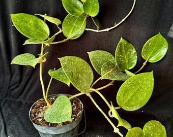 Hoya parasitica cv splash