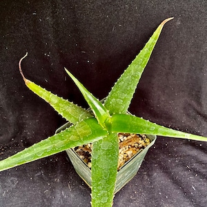 Madagascar Aloe - Etsy
