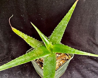 Aloe Vaombe - Tree Aloe with Red Flowers (3 1/4 inch Pot)
