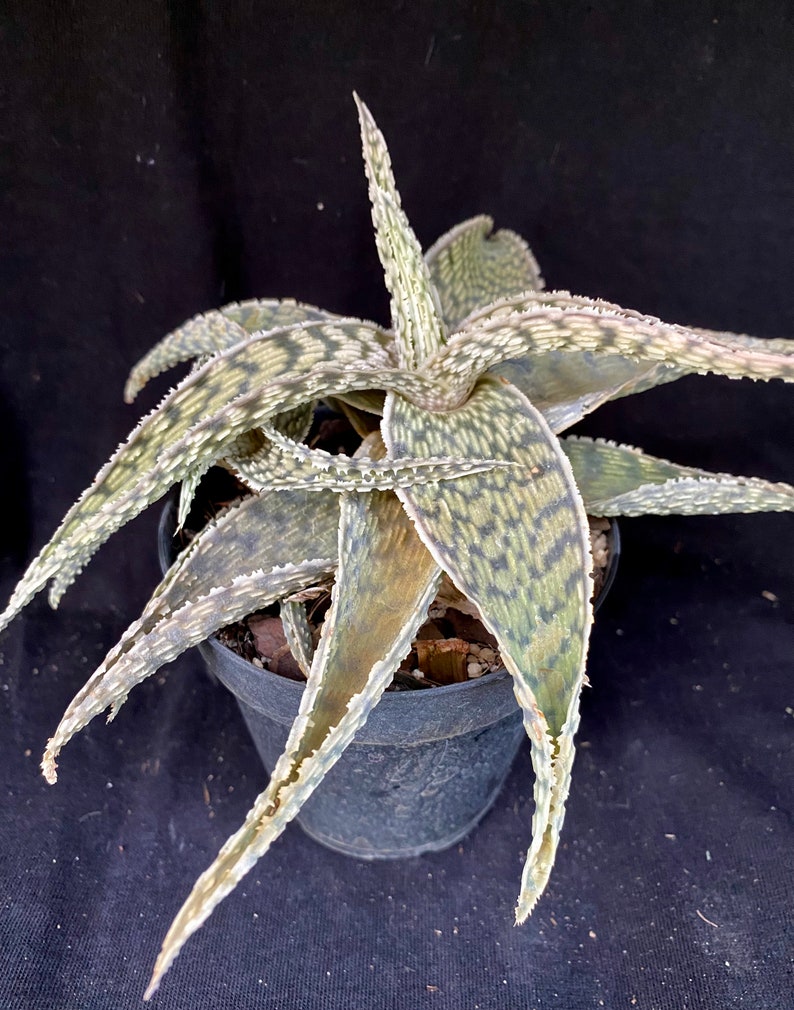 YellowGreenExotic Aloe X Delta Lights - Thumbnail 3
