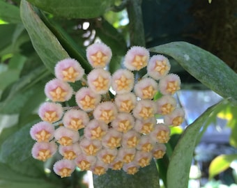 Hoya Obscura: Scented Flowering Plant in 4 Inch Pot