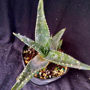 South African Succulents - Etsy