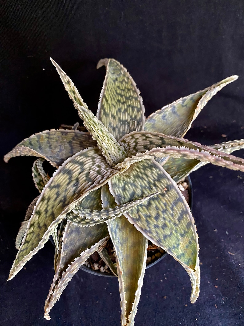 YellowGreenExotic Aloe X Delta Lights