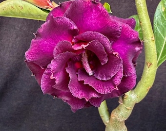 Adenium X Purple Royal