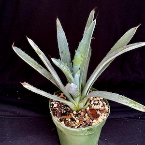 May include: A potted agave plant with long, blue-green leaves and reddish-brown tips. The plant is in a green plastic pot filled with soil and wood chips. The background is black.