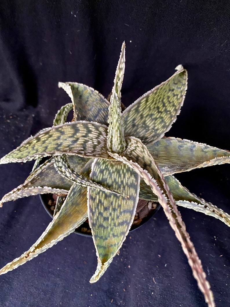 YellowGreenExotic Aloe X Delta Lights - Thumbnail 5