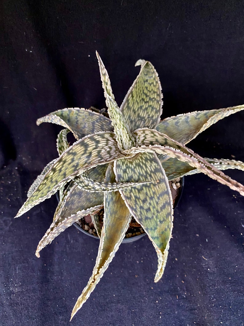YellowGreenExotic Aloe X Delta Lights - Thumbnail 4
