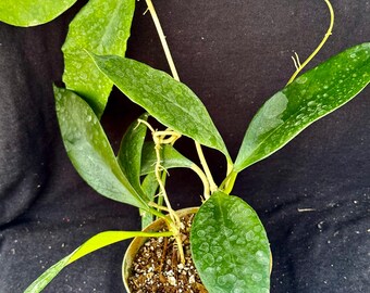 38-kt no HOYA　Glowbe Hoya Sp UT-38 Flores Island - Etsy
