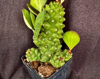 Monadenium Ritchiei Plant – Branching Stem, Pink Flowers, Well Rooted