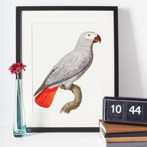 Toile mate perroquet gris africain, cadre en pin noir