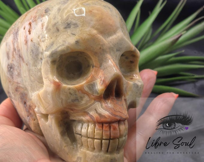 Natural Crazy Lace Agate Skull  Crystal Carving~4.5" and 2lbs.\ 904 grams