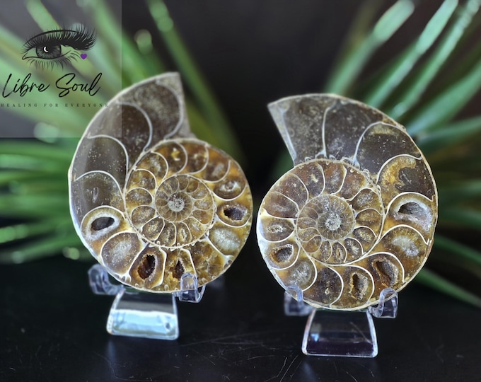 Natural Ammonite Fossil Set with Druzy