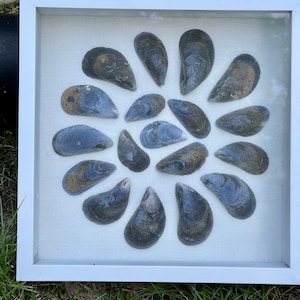 Decorative Mussel Circle 9x9