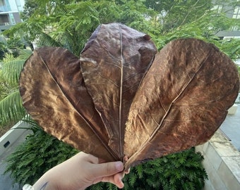 Indian almond leaves