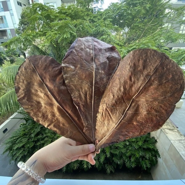 Indian almond leaves