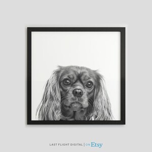 Puede incluir: Fotografía en blanco y negro de un perro Cavalier King Charles Spaniel mirando directamente a la cámara. El perro tiene el pelo largo y fluido y una expresión dulce.