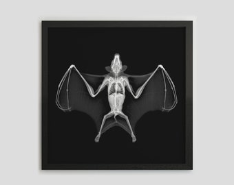 Bat X-Ray Print, Bat Poster, Bat Print, Insect Photo, Black White Photo, Bat Art, Insect Xray, Gothic, Macabre, Goth Art, Bat Illustration