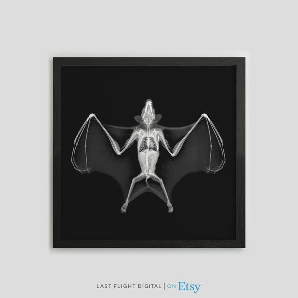 Bat X-Ray Print, Bat Poster, Bat Print, Insect Photo, Black White Photo, Bat Art, Insect Xray, Gothic, Macabre, Goth Art, Bat Illustration