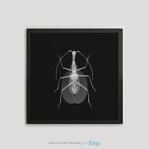 Insect X-Ray Print, Leaf Insect Poster, Leaf Bug Print, Black White Photo, Bug Xray, Gothic, Macabre, Goth Art, Bug Illustration