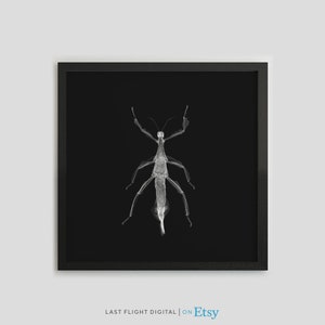 Op de afbeelding: Een zwart-witfoto van een wandelende tak in een zwart frame. Het insect is doorschijnend en lijkt in de lucht te zweven.