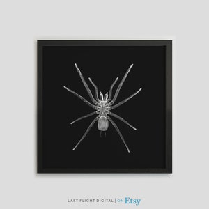 Spider X-Ray Print, Spider Poster, Spider Print, Insect Photo, Black White Photo, Spider Art, Insect Xray, Gothic, Macabre, Goth Decor