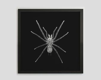 Spider X-Ray Print, Spider Poster, Spider Print, Insect Photo, Black White Photo, Spider Art, Insect Xray, Gothic, Macabre, Goth Decor