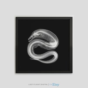 Impresión de rayos X de anguila, cartel de anguila, impresión de anguila, insecto, foto en blanco negro, ilustración de anguila, criatura marina, rayos X de insectos, macabro, arte gótico, gótico