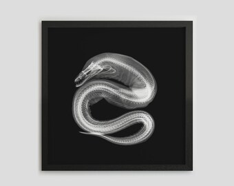 Eel X-Ray Print, Eel Poster, Eel Print, Insect, Black White Photo, Eel Illustration, Sea Creature, Insect Xray, Macabre, Goth Art, Gothic