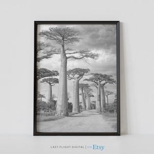 Madagascar Print, Baobab Avenue, Madagascar Poster, Africa Print, Black White Photo, Baobab Print, Baobab Tree, Morondava, Belo, Forest
